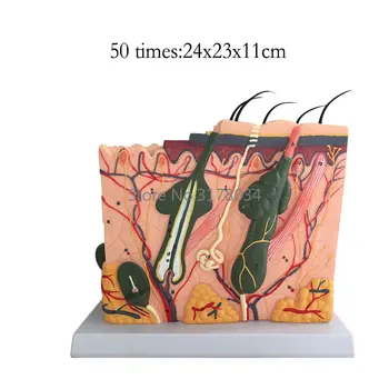 Модел на кожата Увеличена на 50 пъти анатомическая модел Анатомия, за да учат в един клас Дисплей Образователна медицинска модел 24x23x11 см