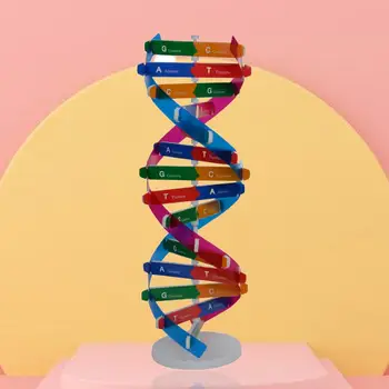 Модели на ДНК Структурата на Двойната Спирала на Обучение Образователна Играчка ABS Двойна Спирала САМ Човешки Гени за Биологичната наука