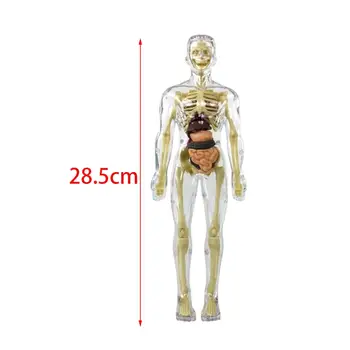 Модел на скелета по анатомия на човека 28,5 см, боядисана анатомическая модел на скелета на човека, наръчник, ръководства, учебни помагала